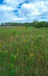 Grassy Area with Goldenrod at Coffey Swamp, Washington Island, Door County, Wisconsin.jpg