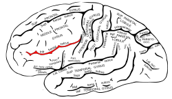Сұр 726 Inferior frontal sulcus.svg