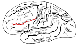 Gray726 Inferior frontal sulcus.svg 