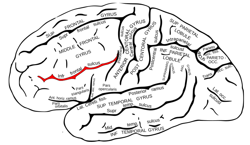 File:Gray726 Inferior frontal sulcus.svg