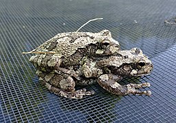 Hyla versicolor (gray treefrogs) in amplexus
