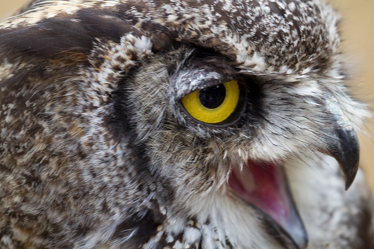 Owl 4. Bubo virginianus. Numbers great Horned Owl. Horned Owl ps1. Great Horned Owl Mask.