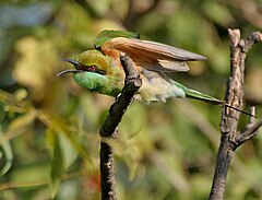 Хайдарабадтағы жасыл Bee-eater (Merops orientalis), AP W IMG 1351.jpg