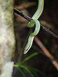 Thumbnail for Dehing Patkai National Park