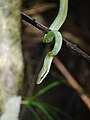 Green Trinket Snake