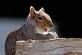 Grey squirrel (Sciurus carolinensis) 01.jpg