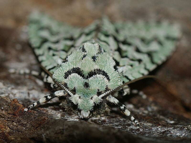 File:Griposia aprilina - Merveille du jour - Осенняя совка зелёная (26257951857).jpg