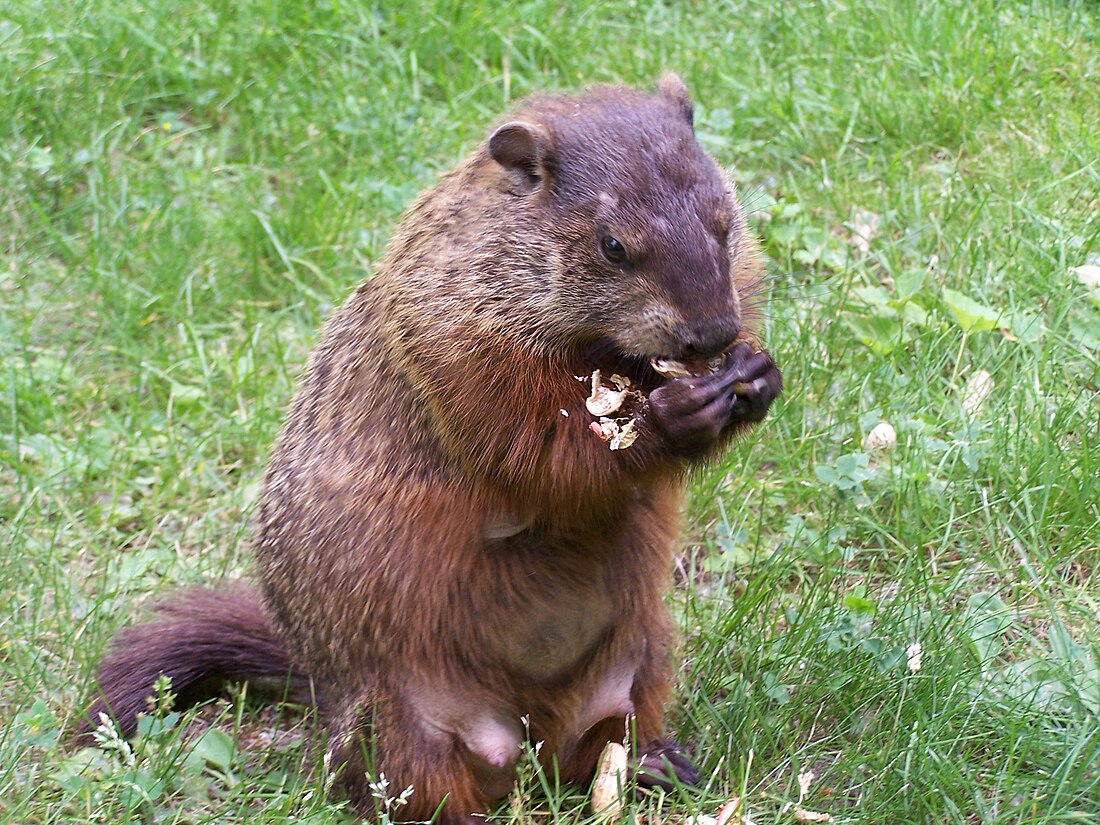 Marmota monax