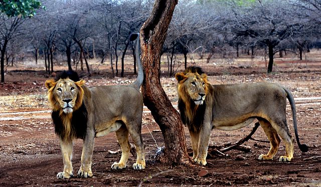 File:Gujarat_lion_in_Gir_forest.jpg