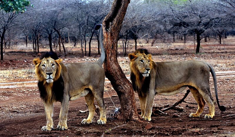 File:Gujarat lion in Gir forest.jpg