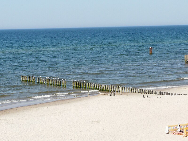 File:Gulls on a Polish Baltic coast - 26.JPG