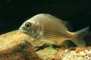 <i>Gymnocranius griseus</i> Species of fish