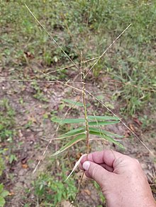 Gymnopogon ambiguus.jpg