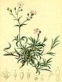 Atlas der Alpenflora (1882)