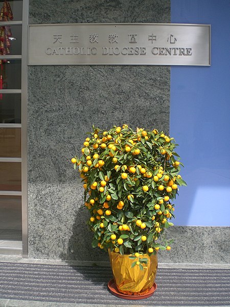 File:HK Caine Road Caritas Catholic Diocese Centre.JPG