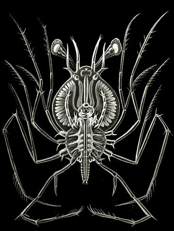 File:Haeckel Phyllosoma.jpg