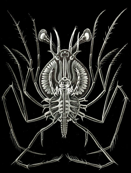 Haeckel Phyllosoma.jpg