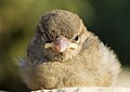 * Nomination A young House Sparrow --KaouroV 19:22, 26 February 2016 (UTC) * Decline The beak is dominant but blurred due to too shallow DOF. --Cccefalon 20:32, 26 February 2016 (UTC)