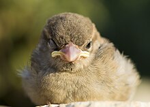 A young house sparrow (Passer domesticus) exhibits unihemispheric slow-wave sleep. Half Sleeping Bird.jpg