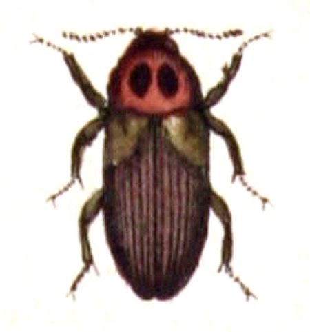 Tetratomidae