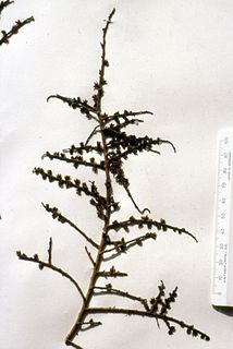 <i>Halothamnus somalensis</i> Species of flowering plant