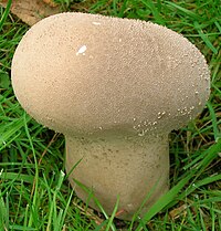 The pestle puffball mushroom from Lochshore.