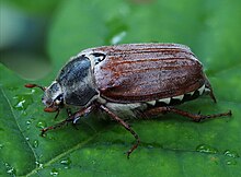 Hanneton commun (Melolontha melolontha) , Parc de Woluwe, Bruxelles (51222810874).jpg