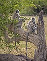 * Nomination Hanuman langur (Semnopithecus priam thersites) --Charlesjsharp 09:33, 12 March 2022 (UTC) * Promotion  Support Good quality. --Steindy 13:57, 12 March 2022 (UTC)