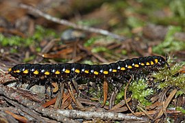 Harpaphe haydeniana (Yellow-spotted Millipede)