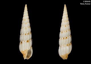 <i>Myurella burchi</i> Species of gastropod