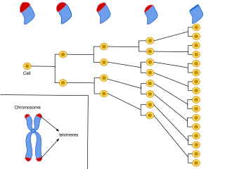 <span class="mw-page-title-main">Cellular senescence</span> Phenomenon characterized by the cessation of cell division