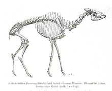 Helladotherium duvernoyi skeleton.png