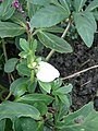 Helleborus niger - erratic flowering (22 June 2019)