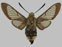 Hemaris alaiana RB096 erkak up.jpg