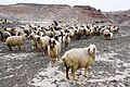 Herd of sheep in mountains (Unsplash).jpg