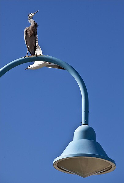 File:Heron White Faced on lamp post-1 (5936550902).jpg