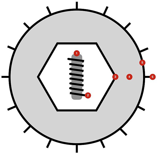 Description de l'image Herpesvirales virion diagram.jpg.