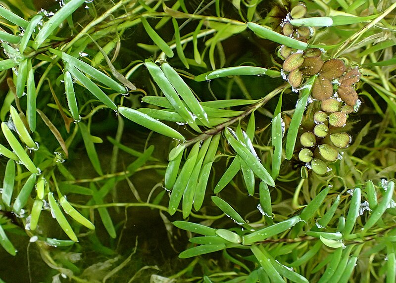 File:Heteranthera zosterifolia kz1.JPG