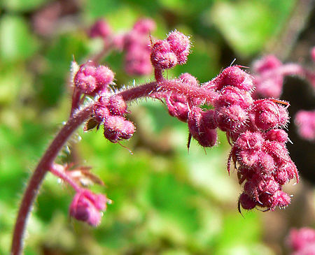 Heuchera elegans 3.jpg