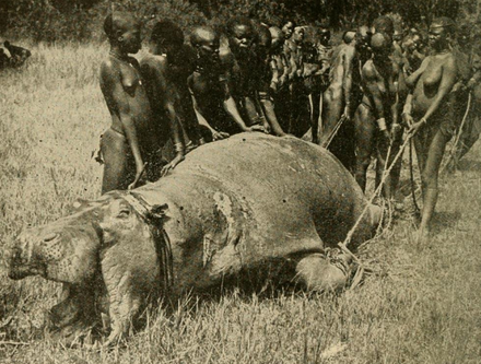 Ugandan tribespeople with hippo slain for food (early 20th century)