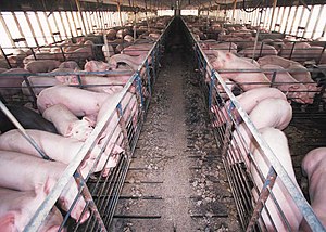 Pigs in intensive farming Hog confinement barn interior.jpg