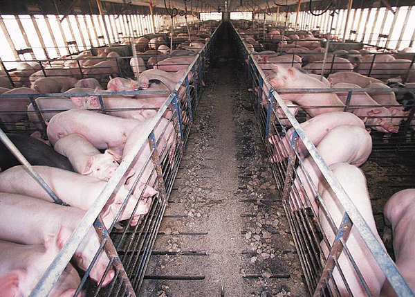 Pigs confined to a barn in an intensive system, Midwestern United States