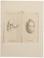 Homo sapiens - Ethiopië - 1700-1880 - Print - Iconographia Zoologica - Special Collections University of Amsterdam - UBA01 IZ19400029.tif
