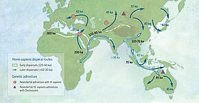 An estimated 4-6% of the genome of modern Melanesians is derived from Denisovans, but the highest amounts detected thus far are found in the Negrito populations of the Philippines. New Guineans and Aboriginal Australians have similar rates of Denisovan admixture, indicating that interbreeding took place prior to their common ancestors' entry into Sahul, at least 44,000 years ago. Homo sapiens dispersal routes.jpg