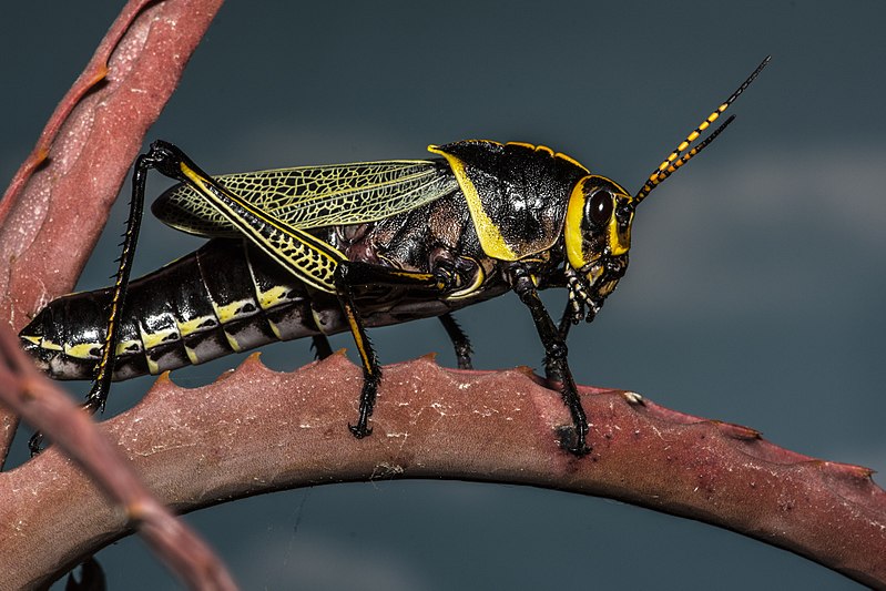 File:Horse Lubber Grasshopper (Taeniopoda eques).jpg