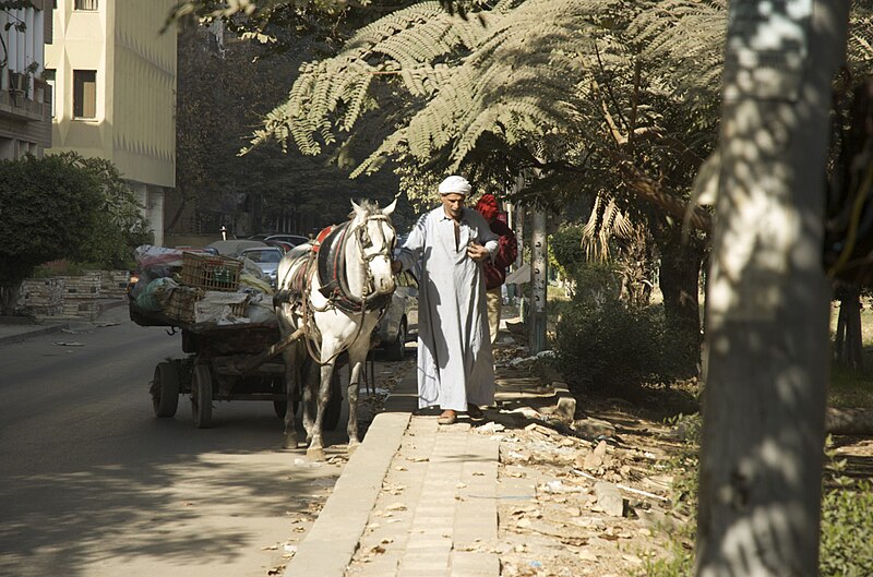 File:Horse in Maadi.jpg