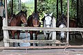 * Nomination Horses in Cocora Valley, Colombia --Bgag 01:06, 19 January 2021 (UTC) * Promotion  Support Good quality -- Johann Jaritz 03:48, 19 January 2021 (UTC)