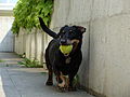 * Nomination A dog with a tennisball inside his mouth. --Blackerking 10:49, 9 March 2013 (UTC) * Decline Sharpness is on the tennis ball, but should be on the eyes. --Tuxyso 14:44, 9 March 2013 (UTC)