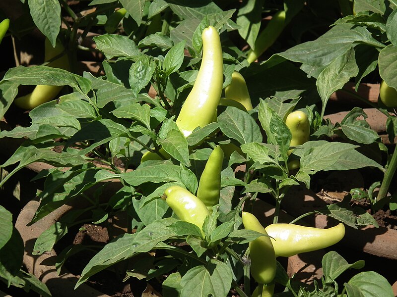 File:Hungarian chilli from lalbagh 2314.JPG