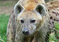 06 - Une hyène au Safari de Peaugres